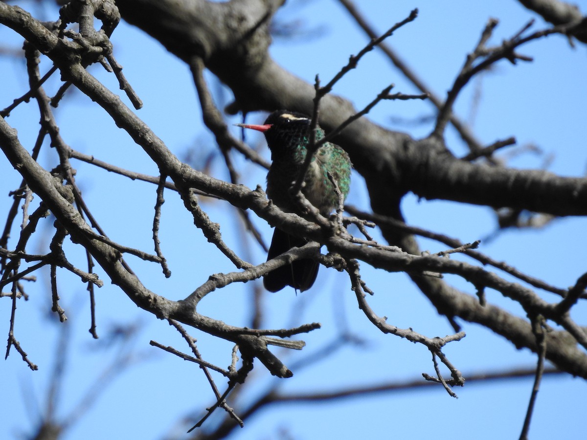 kolibřík bělouchý - ML461539391