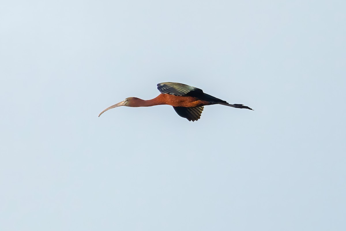 ibis hnědý - ML461539691