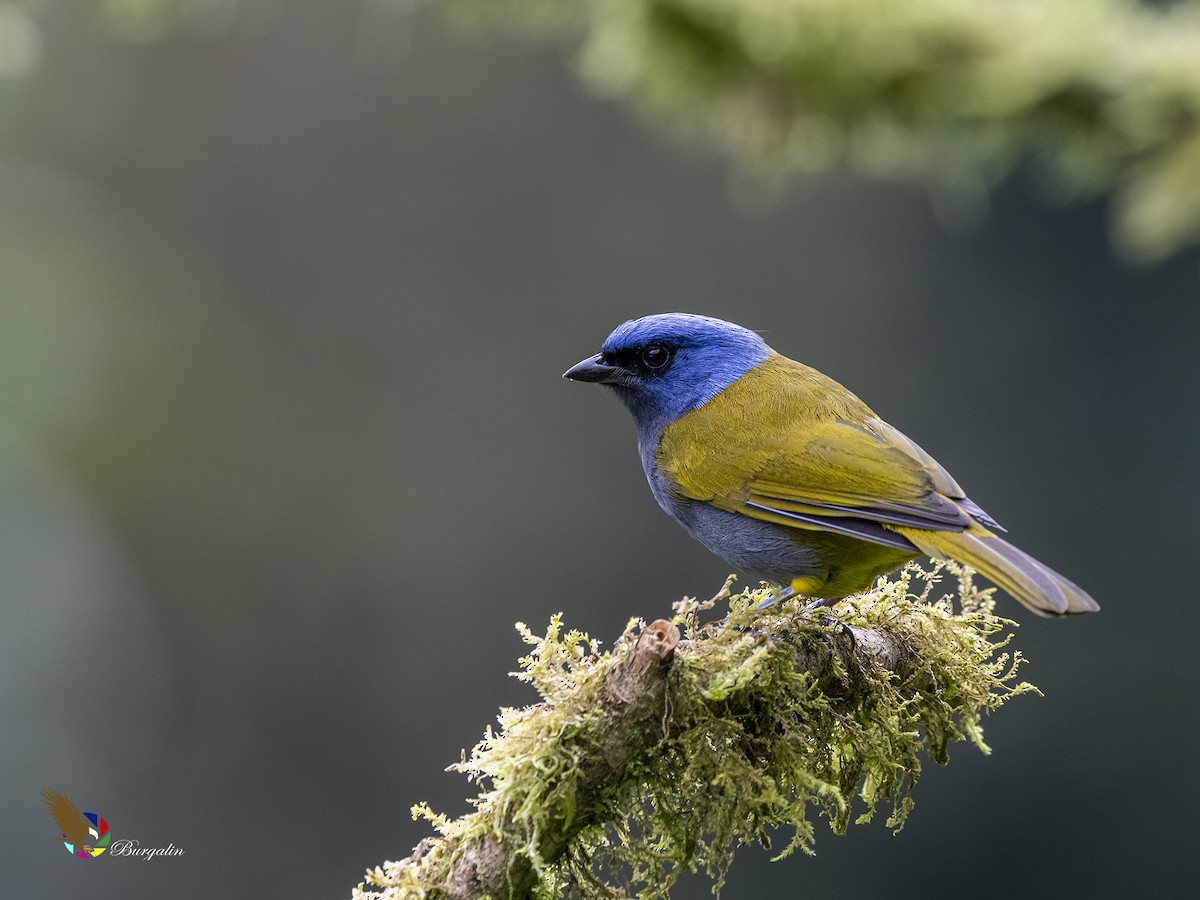 Blue-capped Tanager - ML461551281