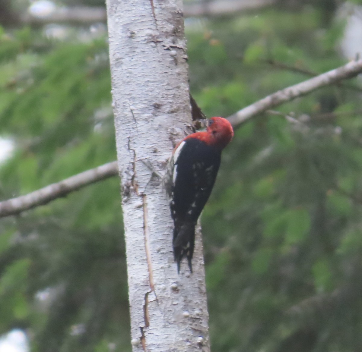 Red-breasted Sapsucker - ML461552551