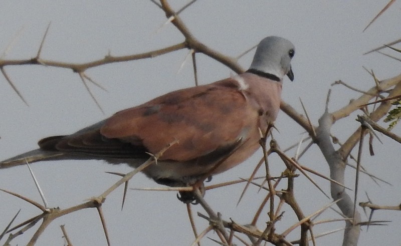 Red Collared-Dove - ML461552821