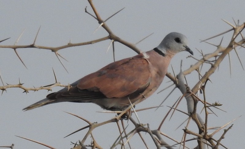 Red Collared-Dove - ML461552981