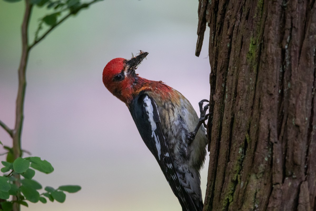 Red-breasted Sapsucker - Rain Saulnier