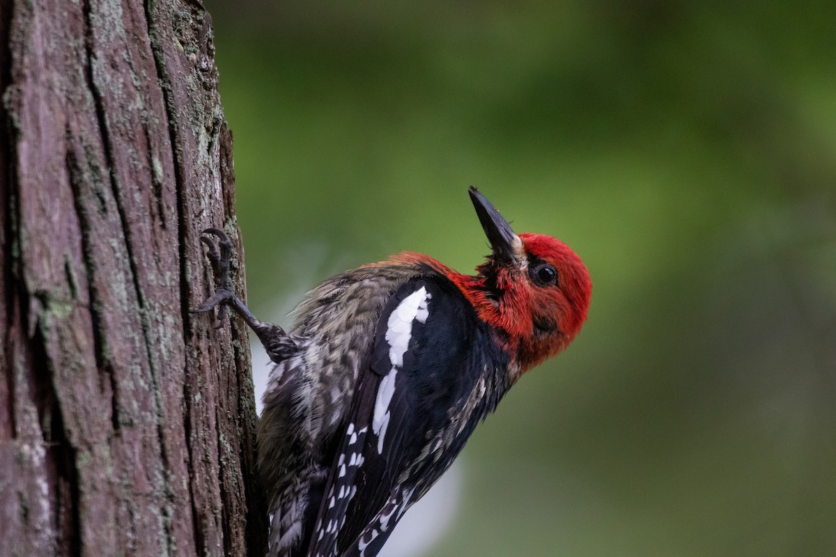 Red-breasted Sapsucker - ML461557731