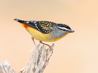  - Spotted Pardalote