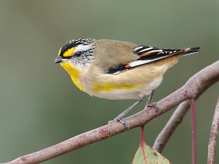  - Striated Pardalote (Striated)