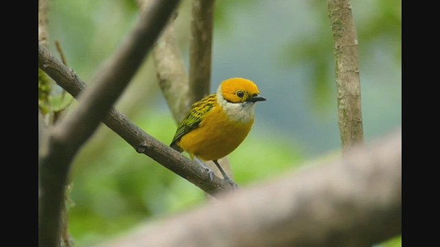 Silver-throated Tanager - ML461574011