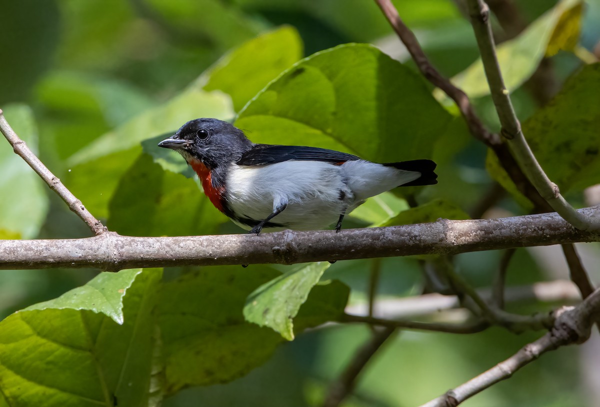 Red-chested Flowerpecker - Mitch Rose