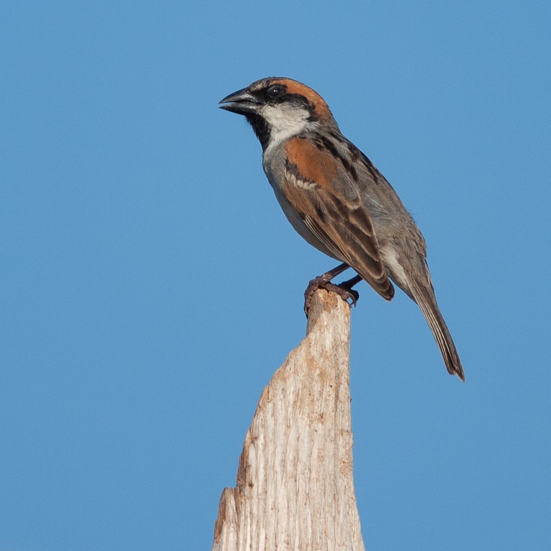 Socotra Sparrow - ML461577081