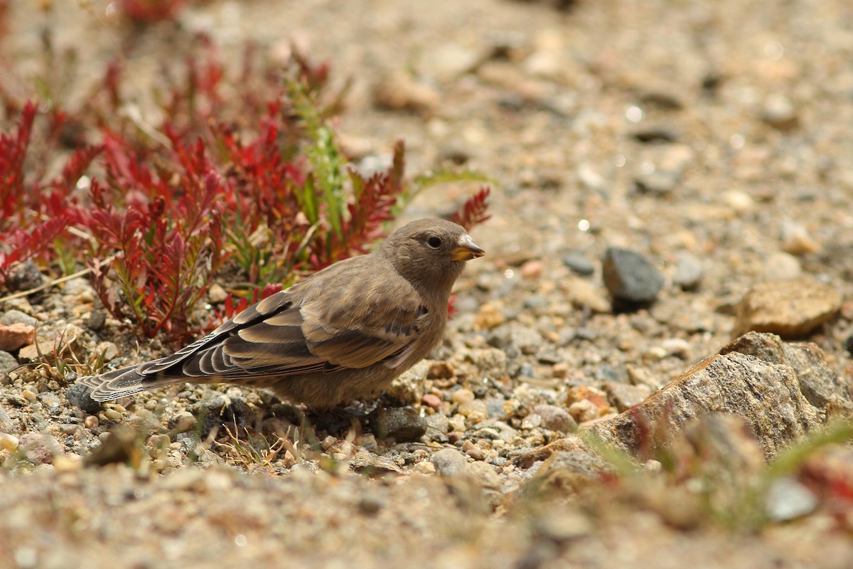 Brown-capped Rosy-Finch - Simon Feys