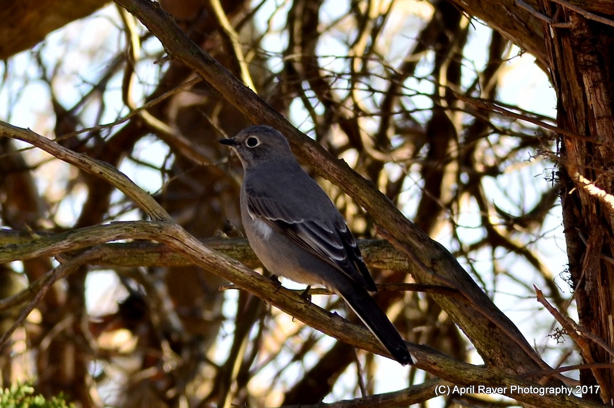 Townsend's Solitaire - ML46158551