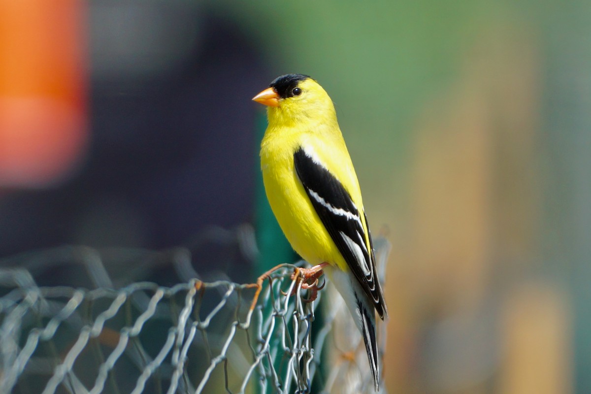 American Goldfinch - Laura Sisitzky