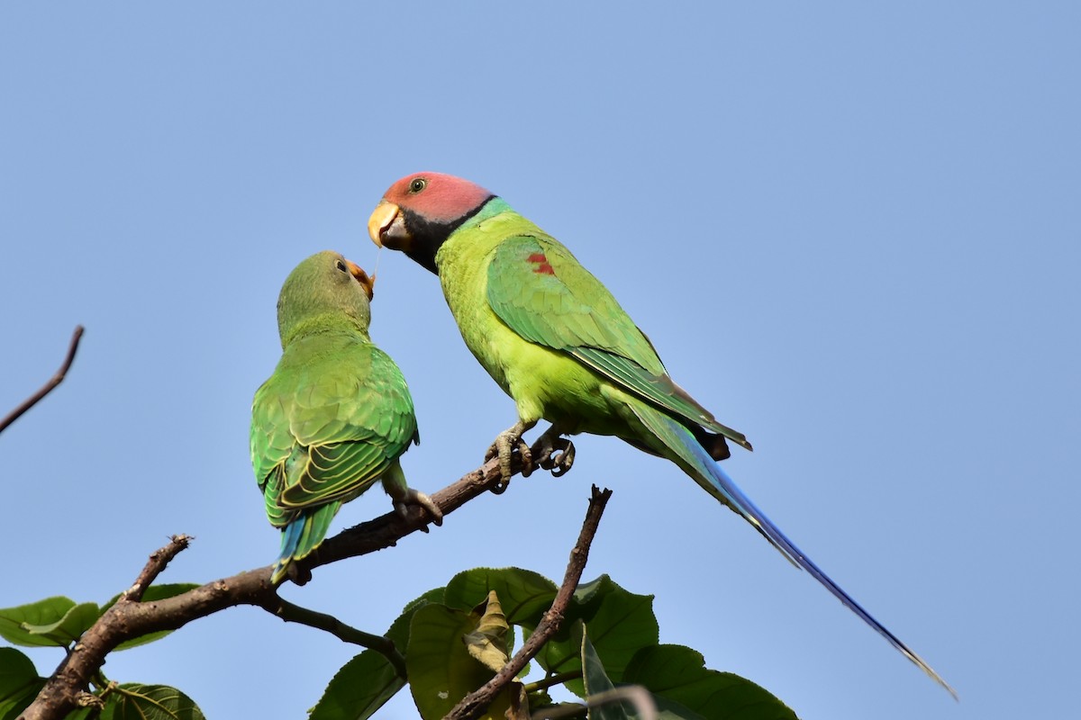 Plum-headed Parakeet - Harish Dobhal