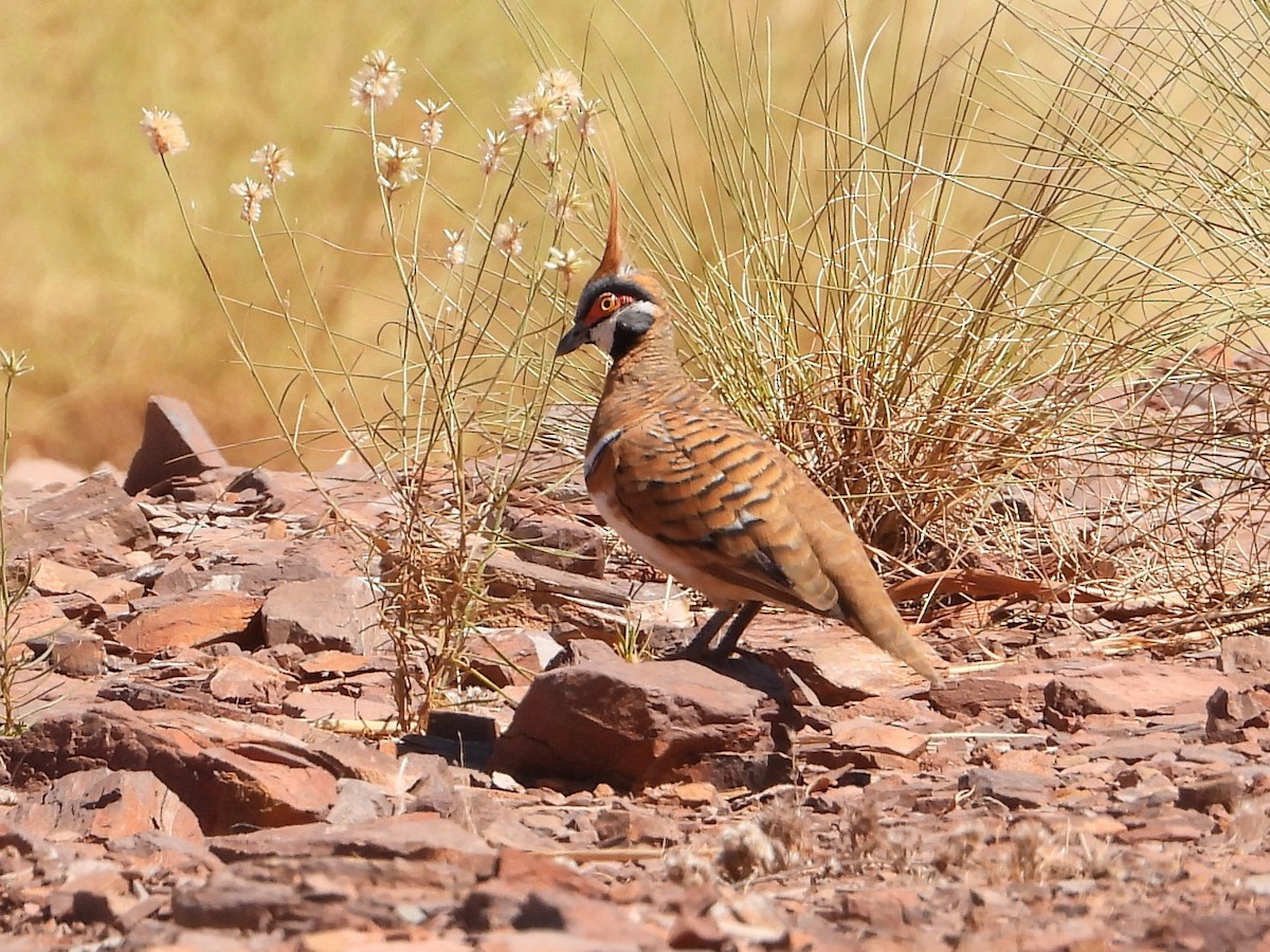 Spinifex Pigeon - ML461593941