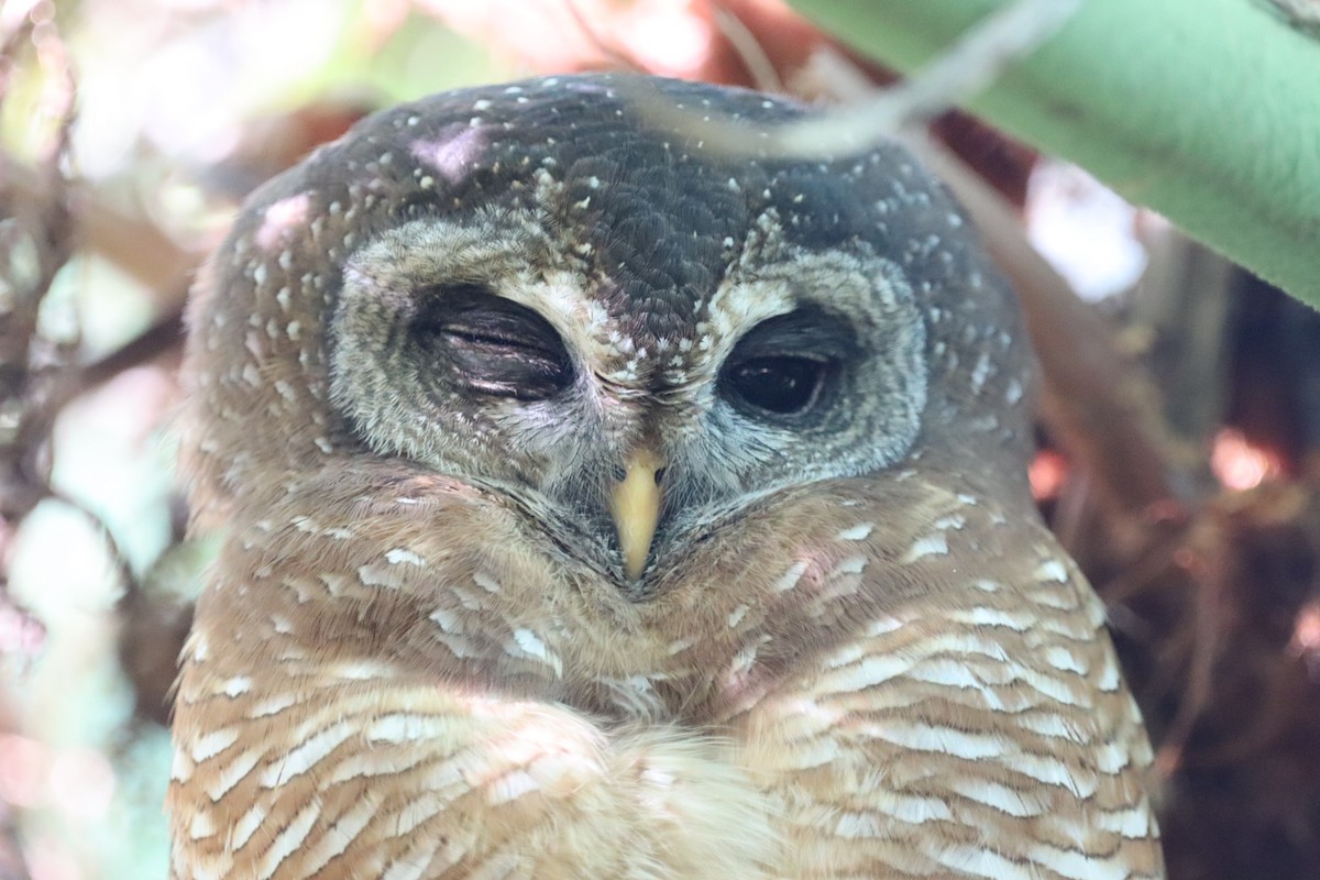 African Wood-Owl - ML461594551