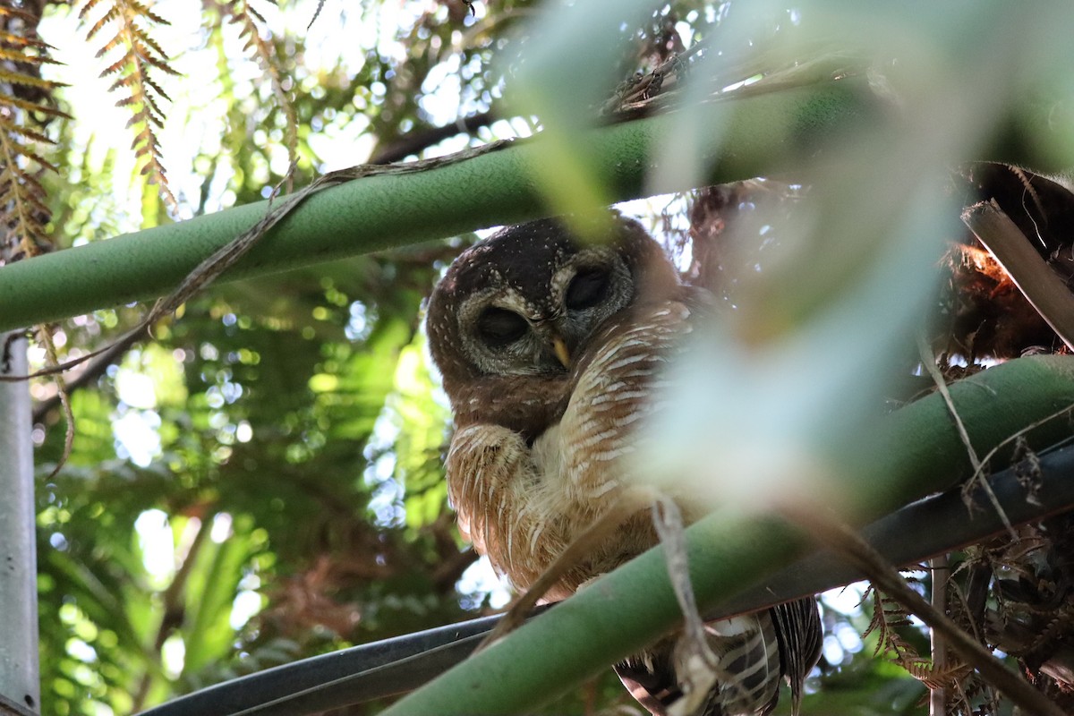 African Wood-Owl - ML461594561