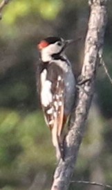 Syrian Woodpecker - ML461597331