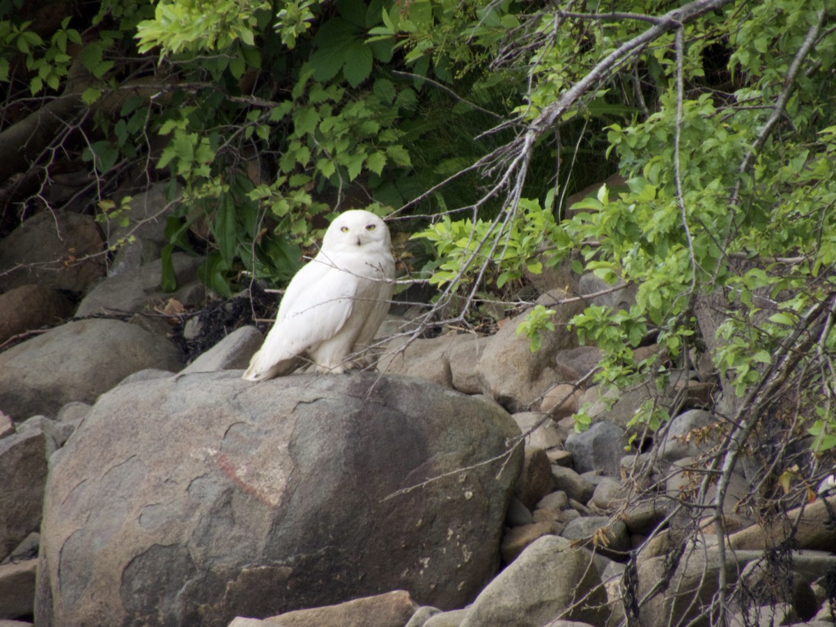 Snowy Owl - ML461601831