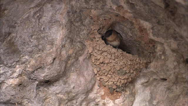 Cave Swallow (Caribbean) - ML461602