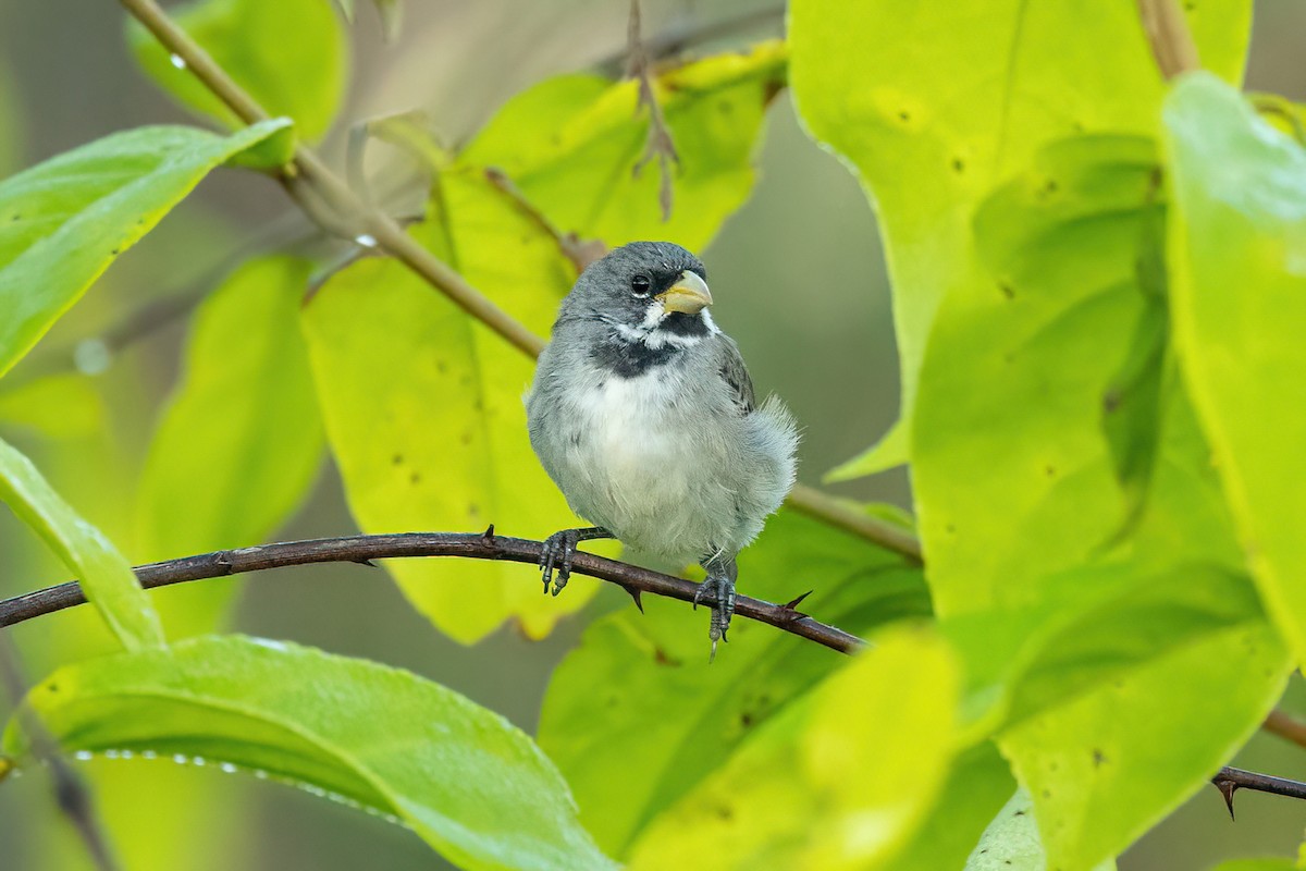 Double-collared Seedeater - ML461602521
