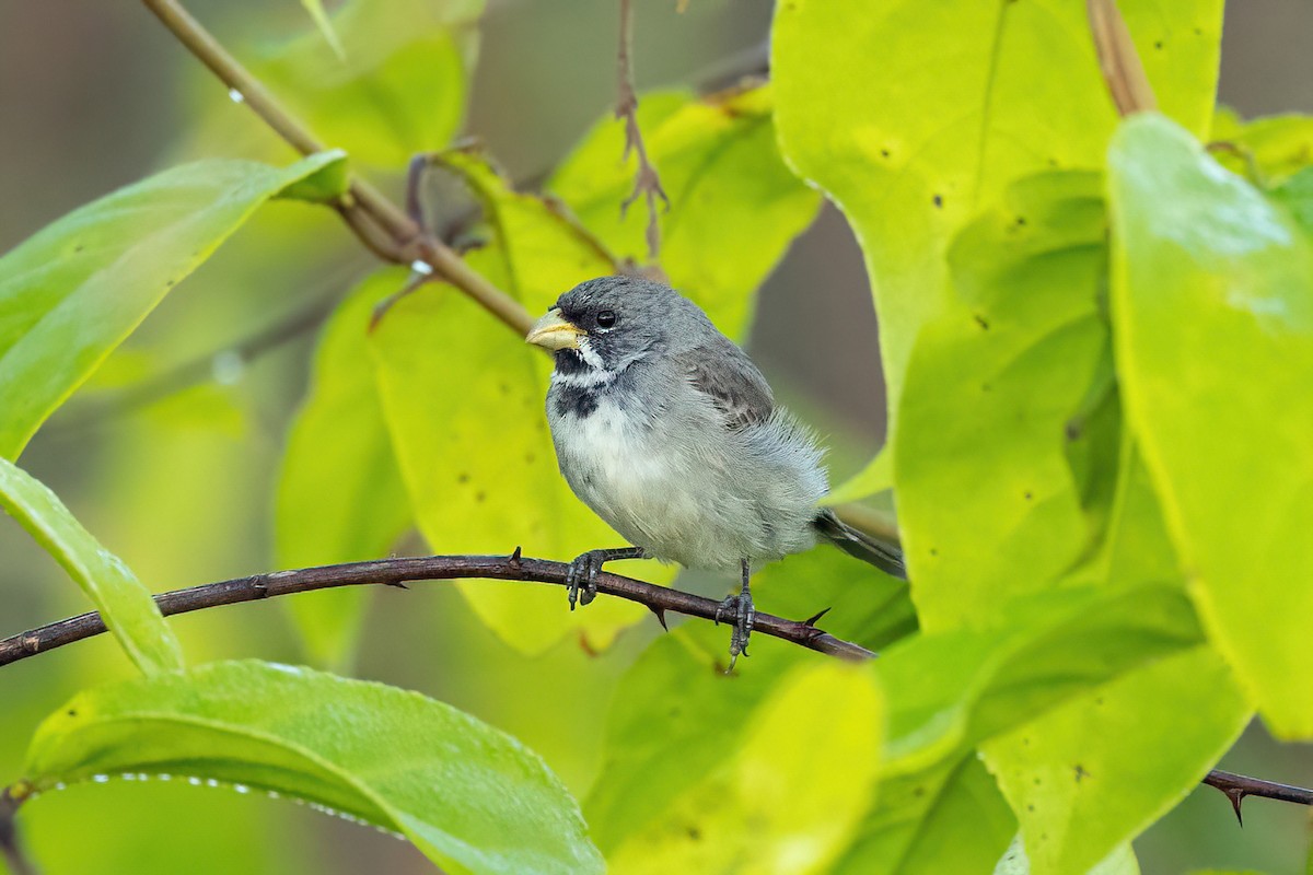 Double-collared Seedeater - ML461602571