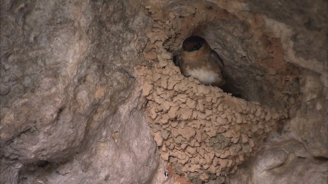 Cave Swallow (Caribbean) - ML461603