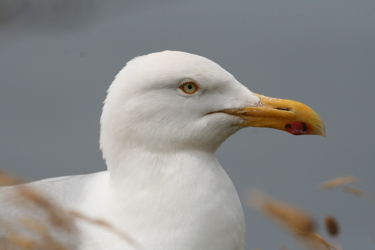 Herring Gull (European) - ML461605491