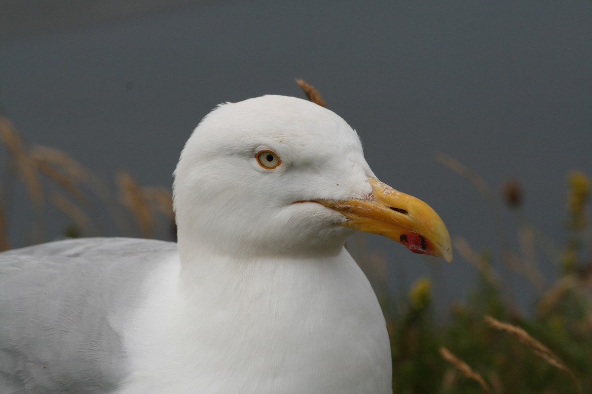 Herring Gull (European) - ML461605511