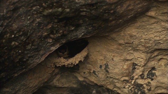 Cave Swallow (Caribbean) - ML461606