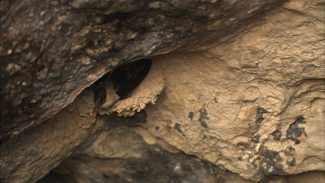 Cave Swallow (Caribbean) - ML461607