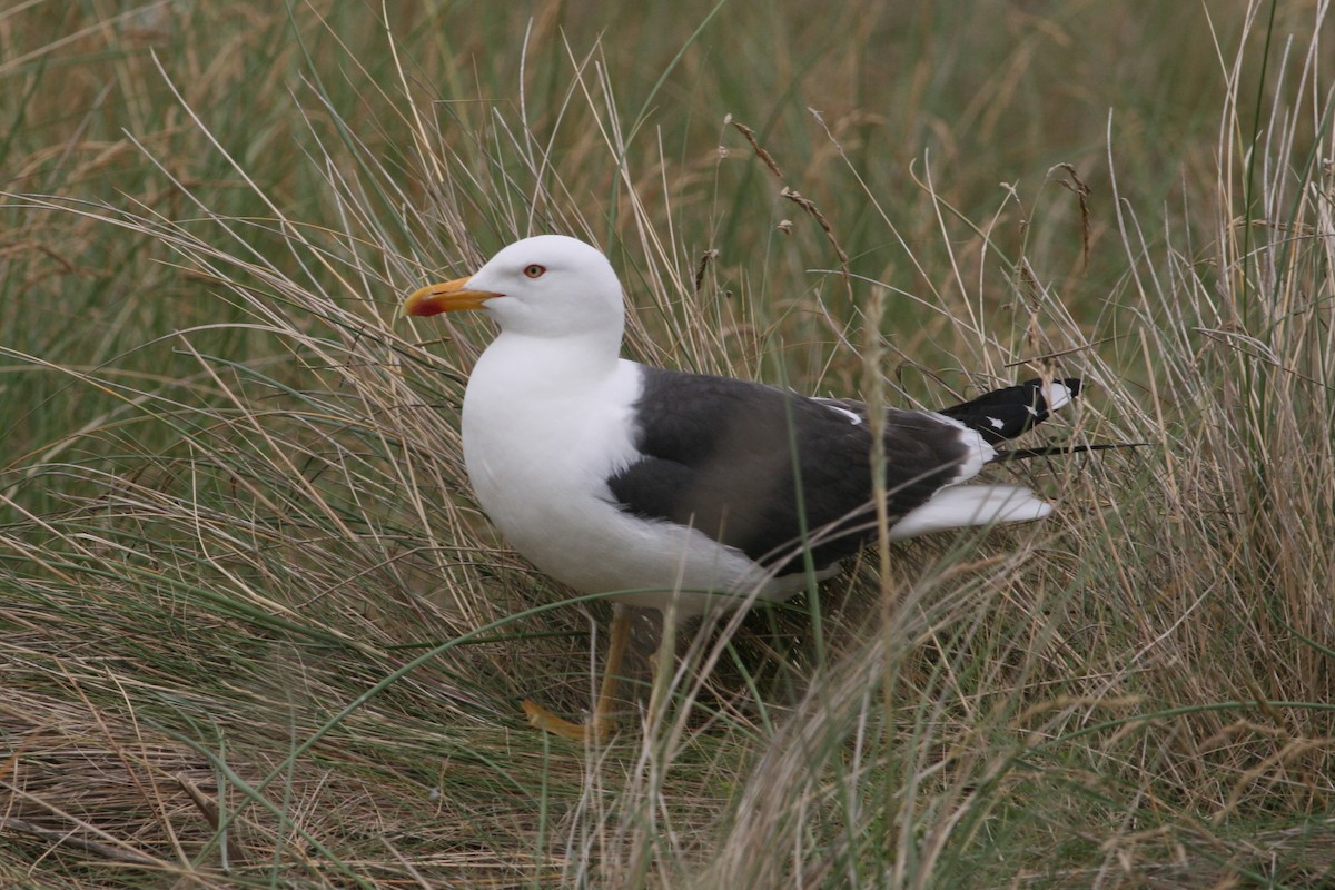 Lesser Black-backed Gull - ML461607591