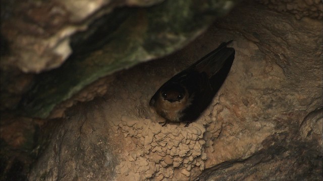 Cave Swallow (Caribbean) - ML461609