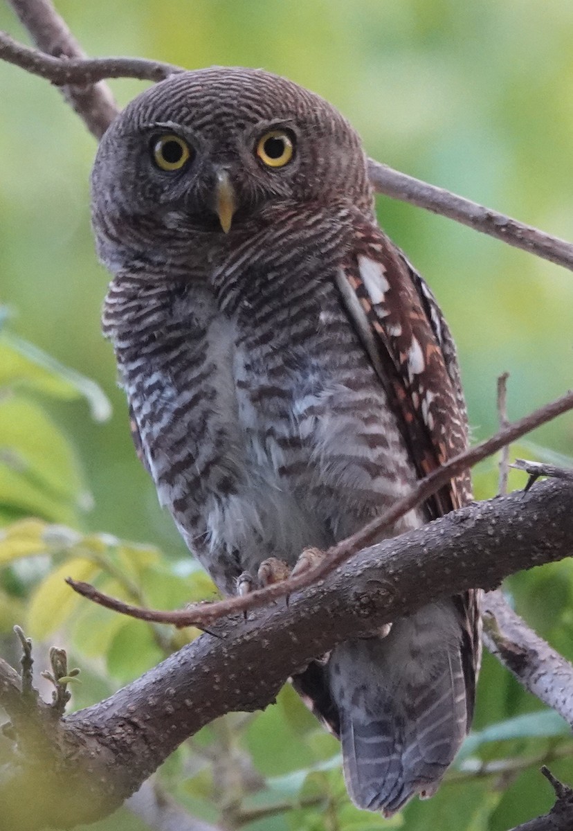 Jungle Owlet - Stray Feather