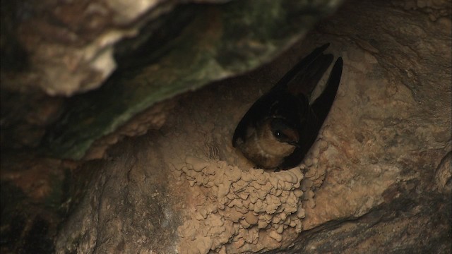 Cave Swallow (Caribbean) - ML461610