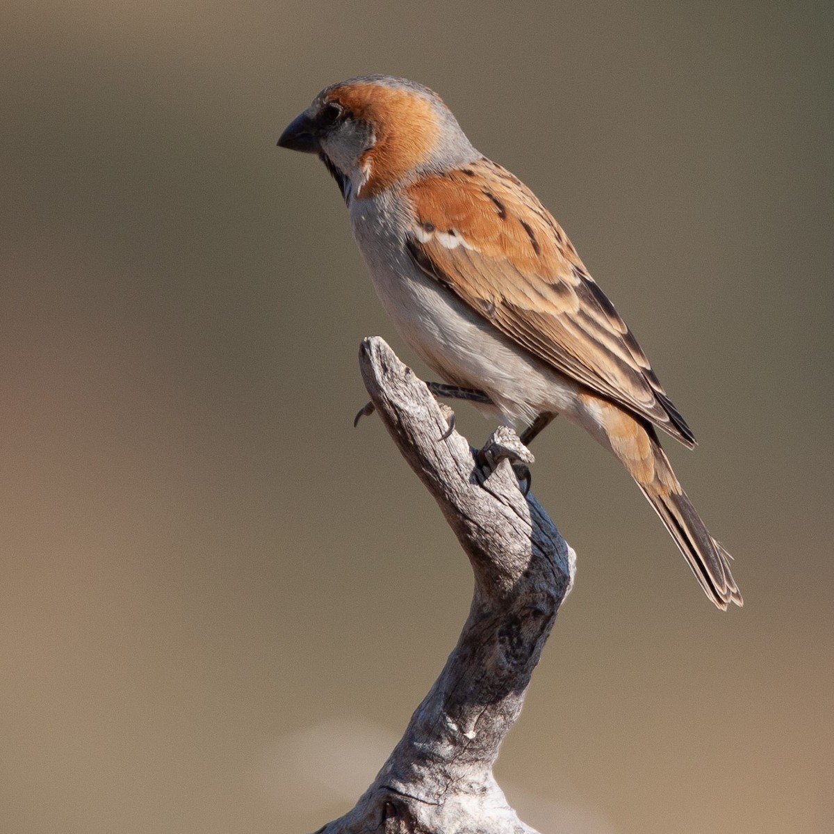 Great Rufous Sparrow - ML461610801