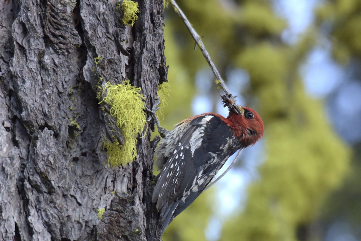 Red-breasted Sapsucker - ML461611821