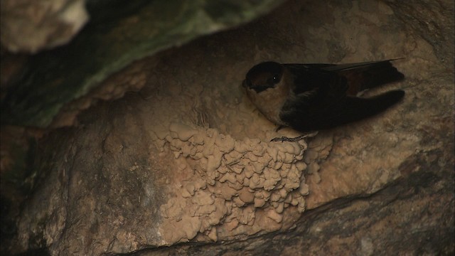 vlaštovka jeskynní [skupina fulva] - ML461612