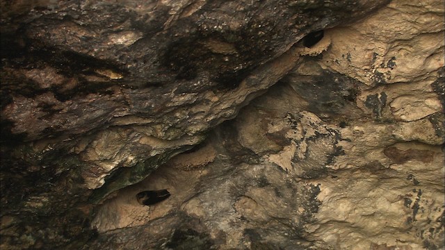 vlaštovka jeskynní [skupina fulva] - ML461613