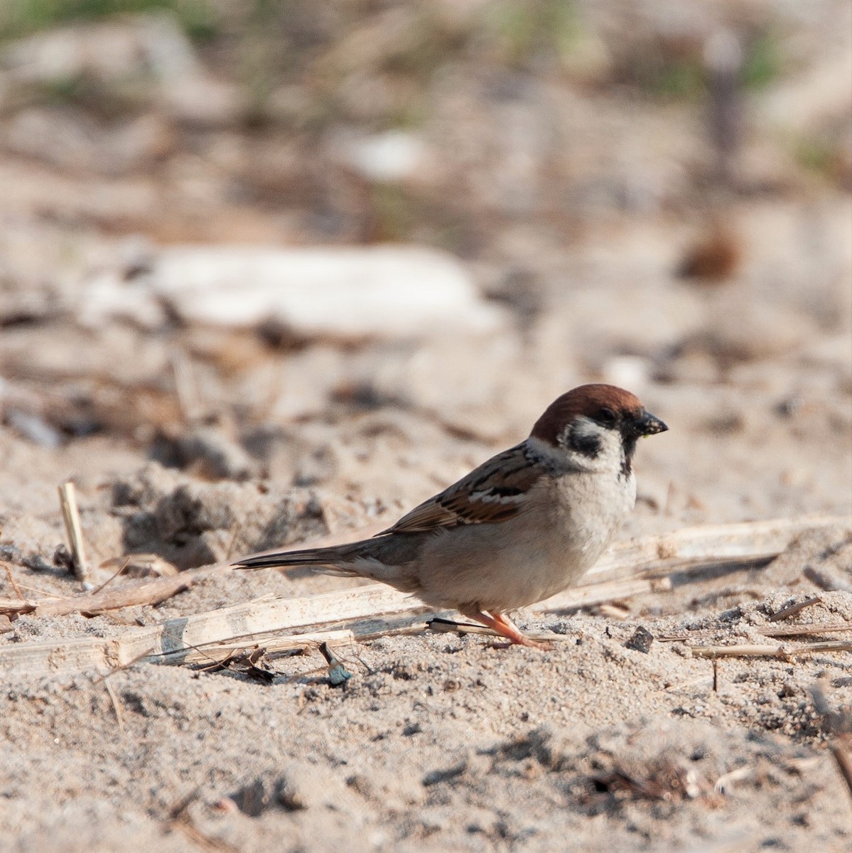 Eurasian Tree Sparrow - ML461613811