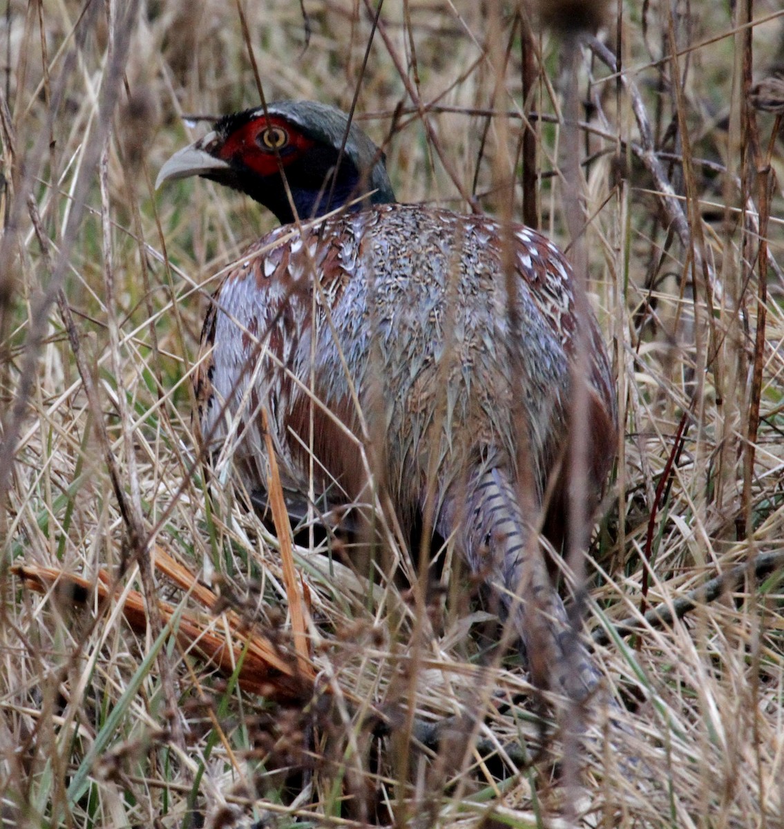 Ring-necked Pheasant - Robert Foppe
