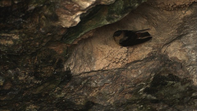 vlaštovka jeskynní [skupina fulva] - ML461614