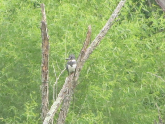 Belted Kingfisher - ML461614121