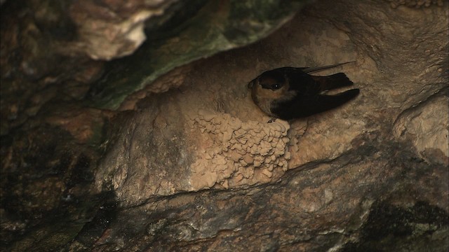 Höhlenschwalbe [fulva-Gruppe] - ML461615
