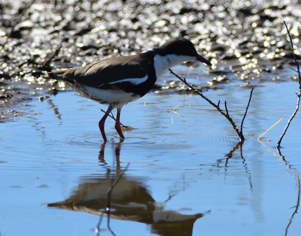 Red-kneed Dotterel - ML46161511