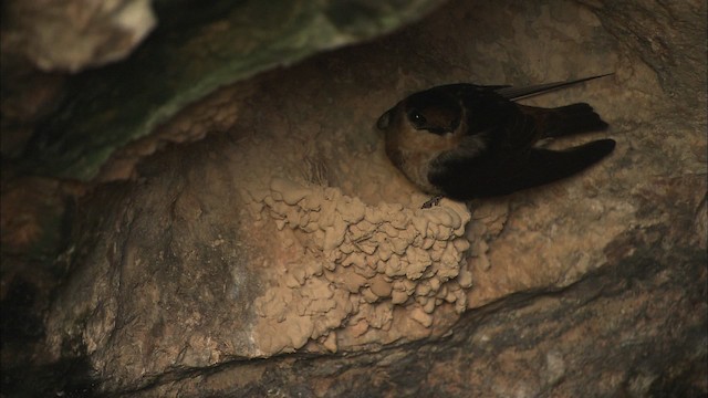 Höhlenschwalbe [fulva-Gruppe] - ML461616