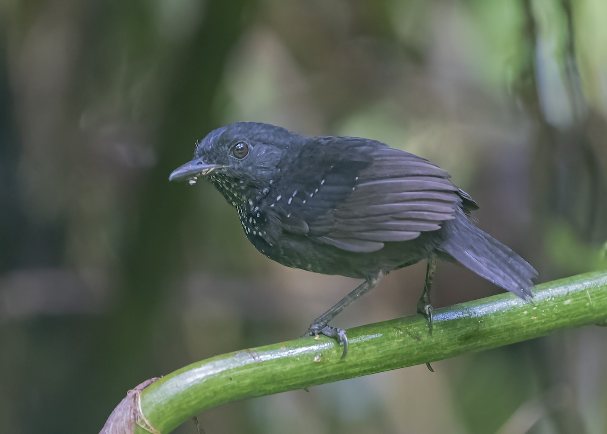 Stub-tailed Antbird - Guillermo  Saborío Vega