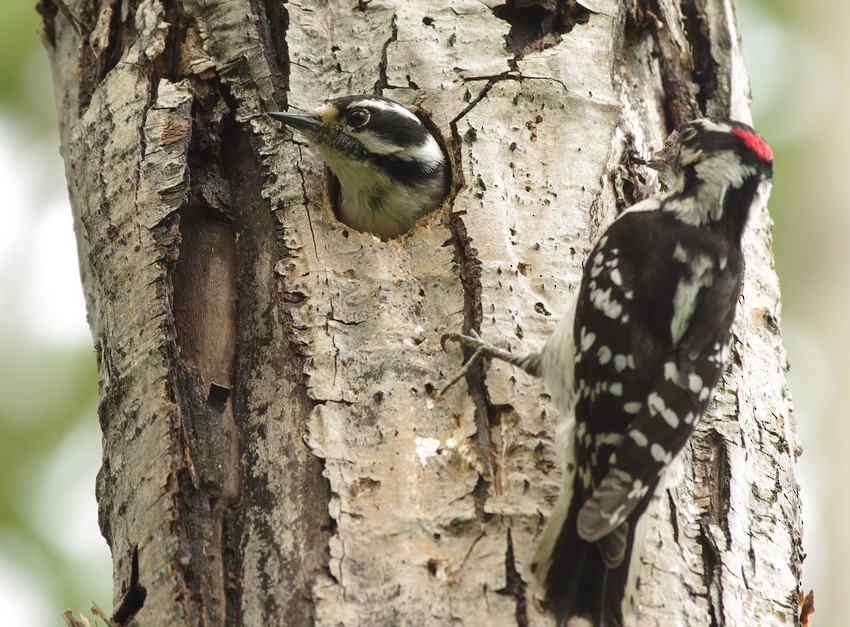 Downy Woodpecker - ML461618501