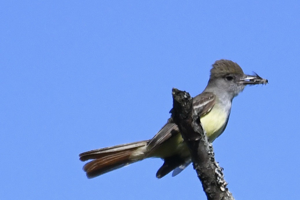 Great Crested Flycatcher - ML461618951