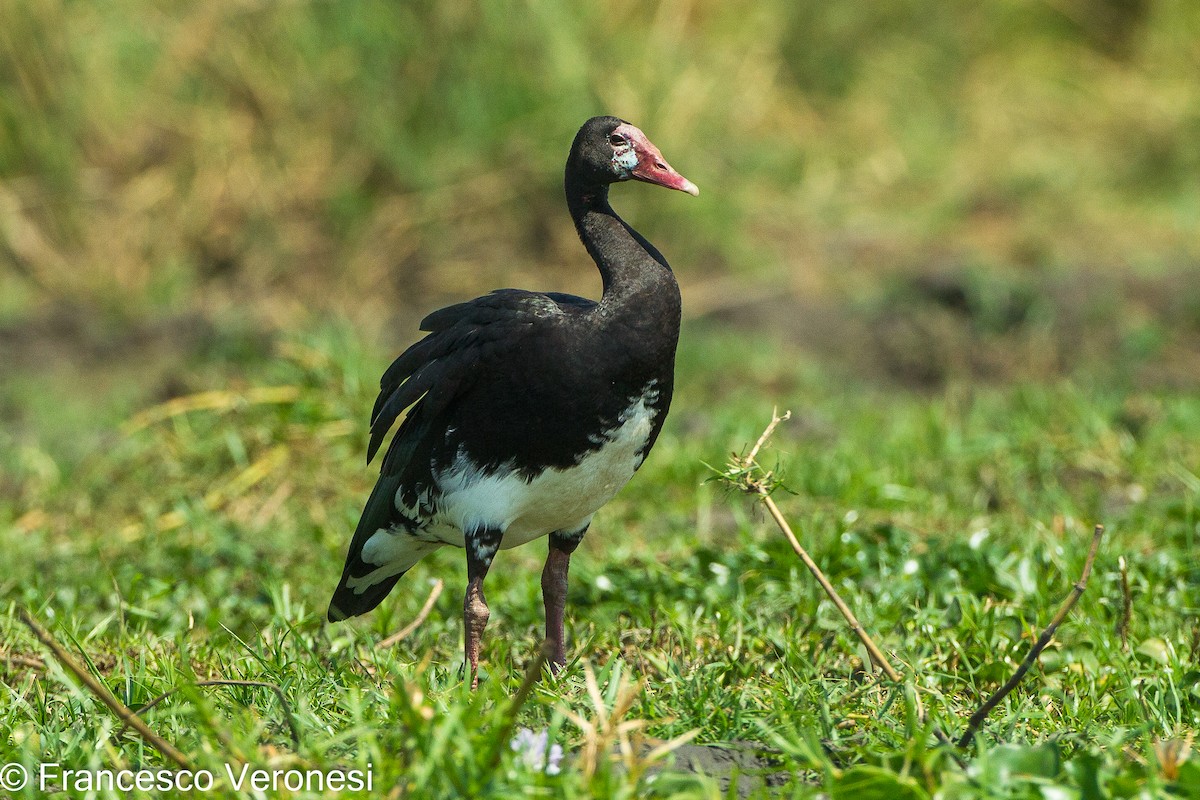 Spur-winged Goose - ML461620041