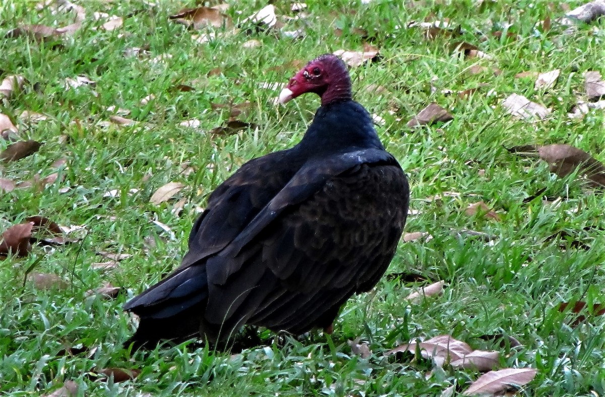 Turkey Vulture - ML46162081